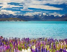 Image result for New Zealand Aesthetic