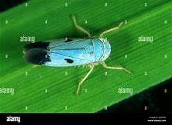 Image result for Rice Leafhopper