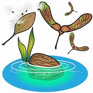 Image result for Seed Dispersal Clip Art