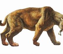 Image result for Sabertooth Tiger Side Profile