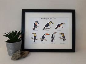 Image result for Toucan Species Chart