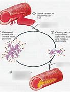 Image result for Blood Clotting