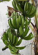 Image result for Pisang Raja Merah