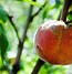 Image result for Peach Tree Blight