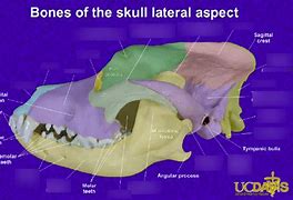 Image result for Mammal Skull Anatomy