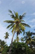 Image result for Sri Lanka Coconut Tree