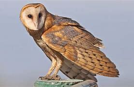 Image result for Neon Barn Owl