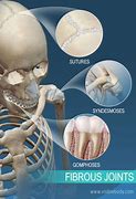 Image result for Fibrous Joint