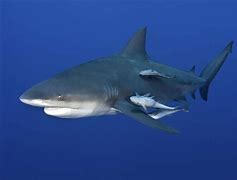 Image result for Bull Shark Photo