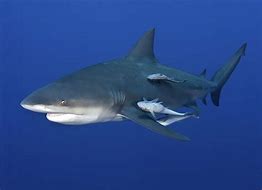 Image result for Shark Blud