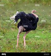 Image result for Dancing Ostriches