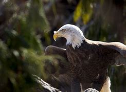 Image result for Bald Headed Eagle