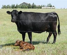 Image result for Mother Cow with Calf