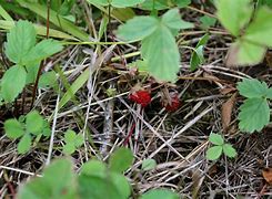 Image result for Wild Berry Leaf