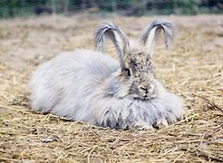 Image result for Angora Rabbit