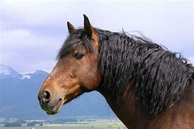 Image result for Horse Mane Haircut