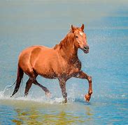 Image result for Porsche Red Horse