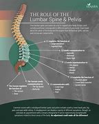 Image result for Lumbar and Sacral Spine