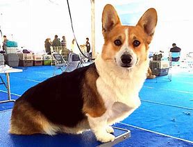 Image result for Keji Dog