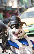 Image result for dog motorcycle helmet safety