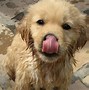 Image result for Animals Wet Mane