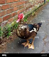 Image result for Weakly Duck