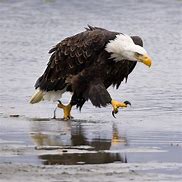 Image result for I'm an Eagle Meme