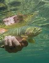 Image result for Fly Fishing Cutthroat Trout