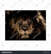 Image result for Lion Raors