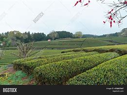 Image result for Tea Plantations Japan