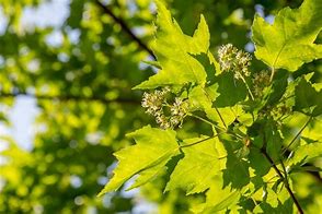 Image result for Tatarian Maple Tree Growth