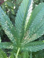 Image result for Septoria Leaf Spot