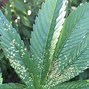 Image result for Septoria Leaf Spot