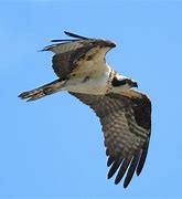 Image result for Ontario Birds of Prey