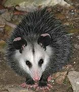 Image result for Black Opossum