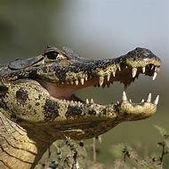 Image result for Biggest Caiman