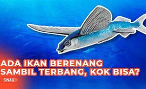 Image result for Ikan Boleh Terbang