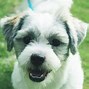 Image result for Free Dog Images No Copyright