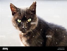 Image result for Scruffy Black Cat