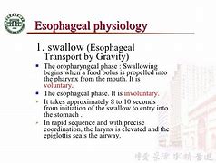 Image result for Relations of Esophagus