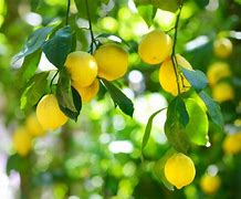 Image result for bush lemon tree fruit