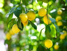 Image result for Patio Lemon Tree