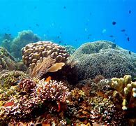 Image result for Biodiversitas Laut HD