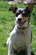 Image result for Rat Terrier Basset Mix