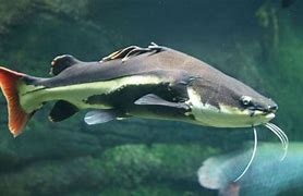 Image result for Atlantic Catfish