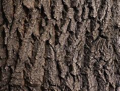 Image result for Brown Dry Tree