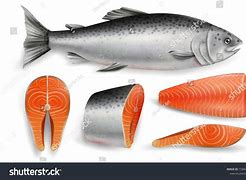 Image result for Salmon Fish Pic