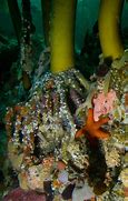 Image result for Kelp Sea Snail Fish