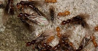 Image result for Swarms of Flying Ants