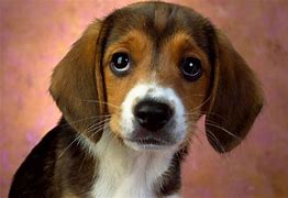 Image result for Puppy Eyes Breed